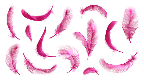 illustrations, cliparts, dessins animés et icônes de collection de plumes vectorielles - feather pink white isolated