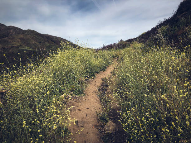 istock Black Mustard Trail in the Santa Monica Mountains 1153802757