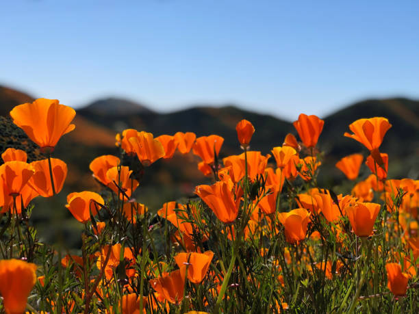 カリフォルニアゴールデンポピー野草2019湖エルシノアスーパーブルーム - poppy field flower california golden poppy ストックフォトと画像