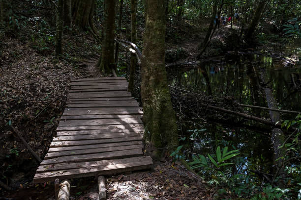 istock Wooden bridge in the deep forest. 1153806450