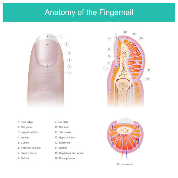 Anatomy of the Fingernail vector art illustration
