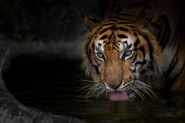 istock Portrait of tiger. 1153806739