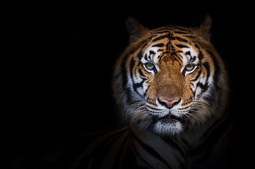 Retrato de tigre. photo