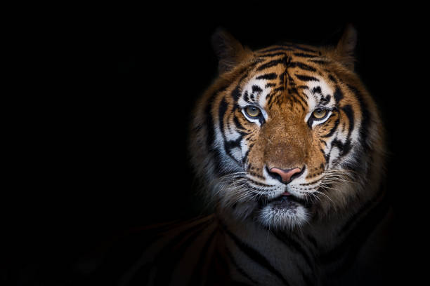 портрет тигра. - голова животного стоковые фото и изображения
