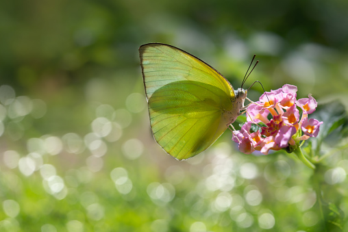 Lemon Emigrant butterfly in transparent wings sun backlight, feeding on Lantana camara flower in the field, bokeh background. Butterfly on pink flower