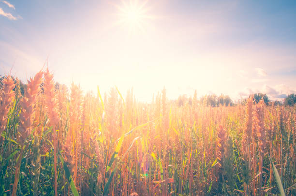Finnish wheat field view. Kajaani, Finland.