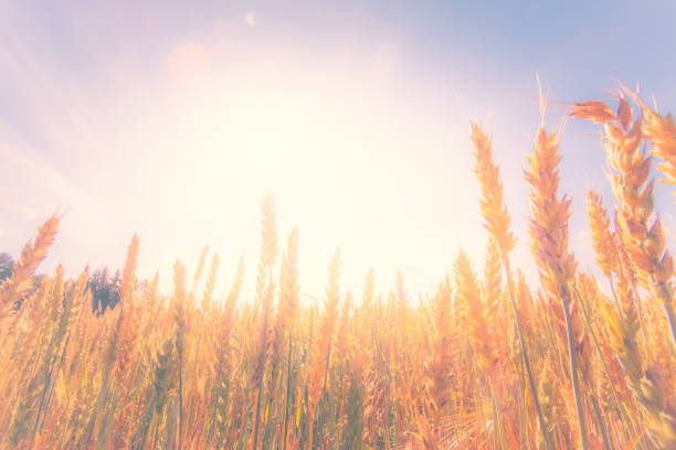 istock Finnish wheat field view. Kajaani, Finland. 1153807609