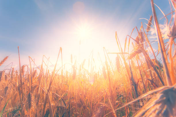 istock Finnish wheat field view. Kajaani, Finland. 1153807689