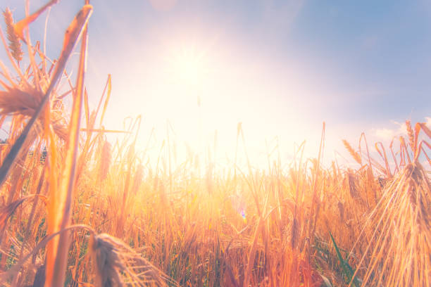 istock Finnish wheat field view. Kajaani, Finland. 1153807690