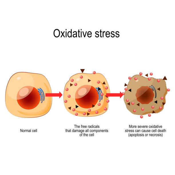 illustrations, cliparts, dessins animés et icônes de stress oxydatif - rust free