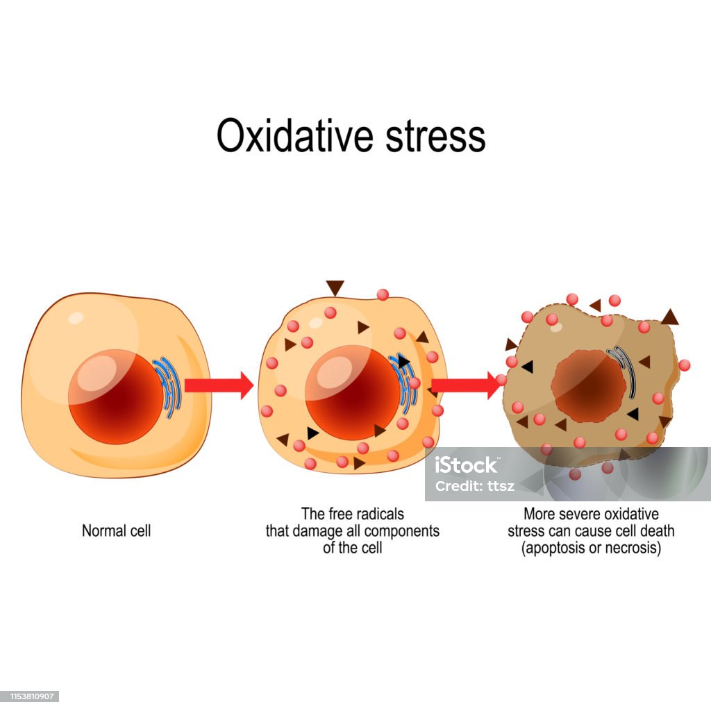 Stress oxy hóa là gì? 1