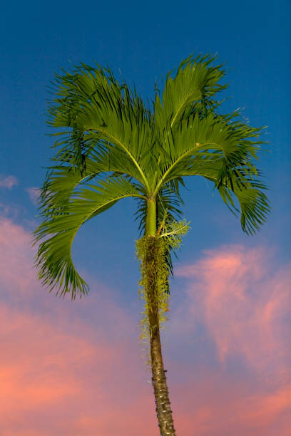 istock Beautiful palm tree on the background blue sky and pink clouds. 1153811085