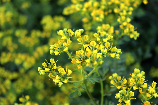 Ruta graveolens, commonly known as the, common rue or herb-of-grace, is a species of Ruta grown as an ornamental plant and herb,it is also cultivated as a medicinal herb, as a condiment.