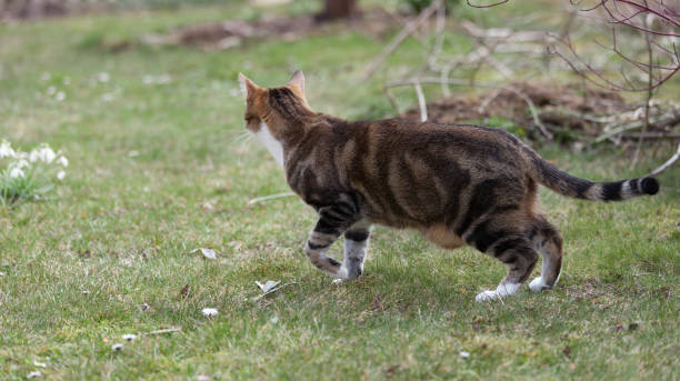 istock young tabbi cat going over lawn at daytime 1153812135