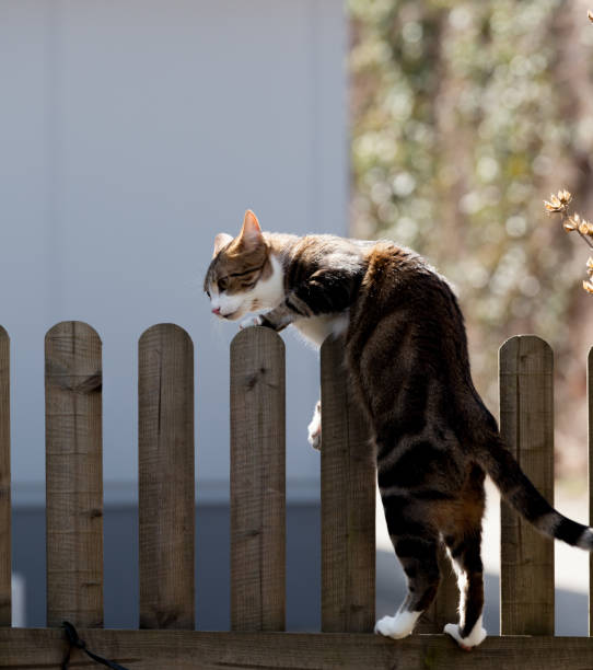 табби кошка поднимается над забором - over the fence стоковые фото и изображения