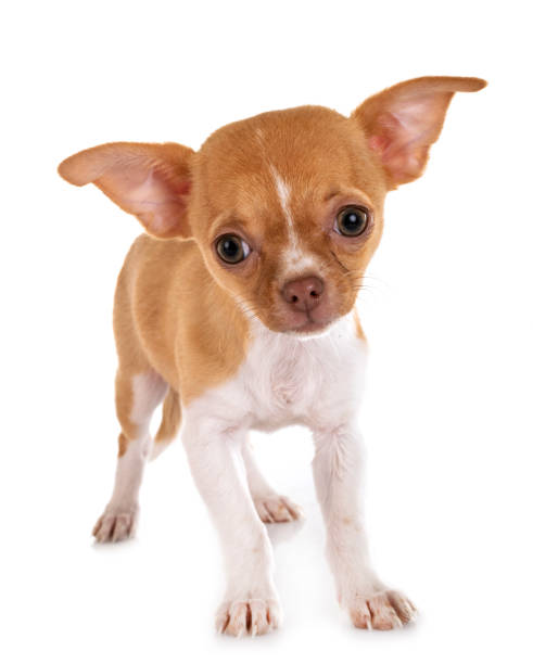 istock little chihuahua 1153813259