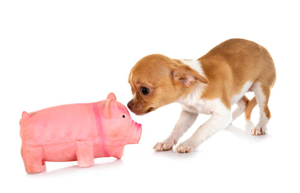 istock little chihuahua 1153813747