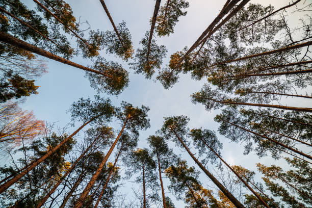 istock tree tops in forest growing to the blue sky 1153813993