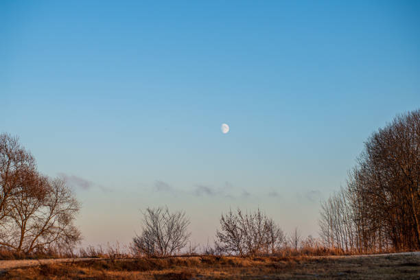 istock tree tops in forest growing to the blue sky 1153814025