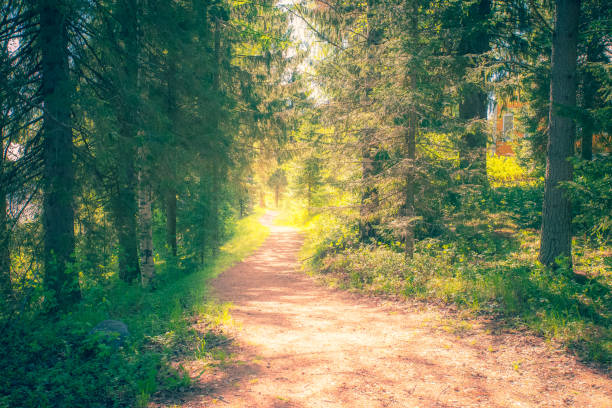 istock Path in the middle of the forest. Kuhmo, Finland. 1153814088