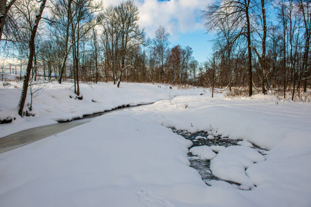 istock frost snowy forest trees in sunny day in winter 1153816165