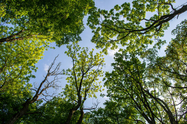 istock tree tops in forest growing to the blue sky 1153816209