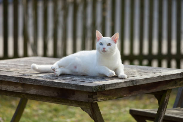 white cat  lying on wodden table in garden, front view
