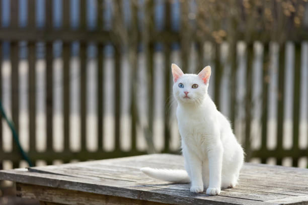white cat standing on wodden table in garden, front view