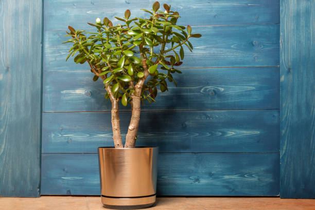 succulent houseplant crassula in a pot on a wooden blue background - jade imagens e fotografias de stock