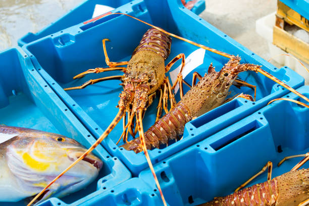 istock Container with catch sea delicacies lobster Blanes 1153818556