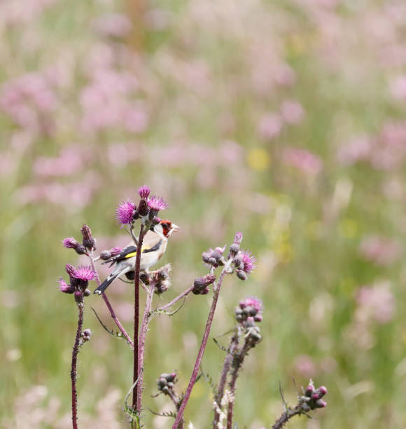 istock European Goldfinch (Carduelis carduelis) feeding on Thistle 1153818644