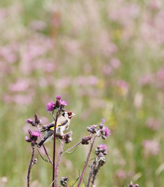 istock European Goldfinch (Carduelis carduelis) feeding on Thistle 1153818731
