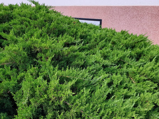 Crawles-watcholder Juniperus horizontalis as a ground cover in the front yard Crawles-watcholder Juniperus horizontalis as a ground cover in the front yard juniperus horizontalis stock pictures, royalty-free photos & images