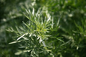 Flowers And Aromatic Plants In A Botanical Garden: Artemisia Absinthium