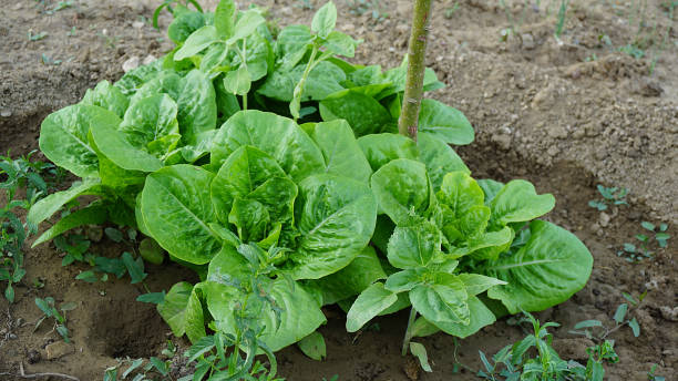 large natural lettuce planted in the garden,