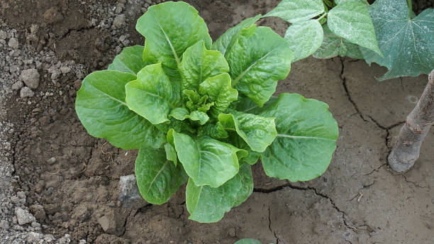 large natural lettuce planted in the garden,