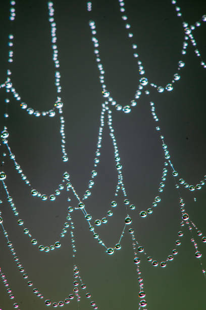 istock natural cobwebs spider web in morning light with dew drops 1153822362