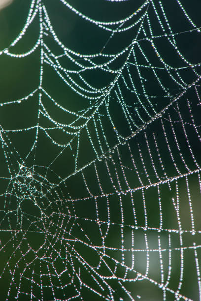 istock natural cobwebs spider web in morning light with dew drops 1153822386