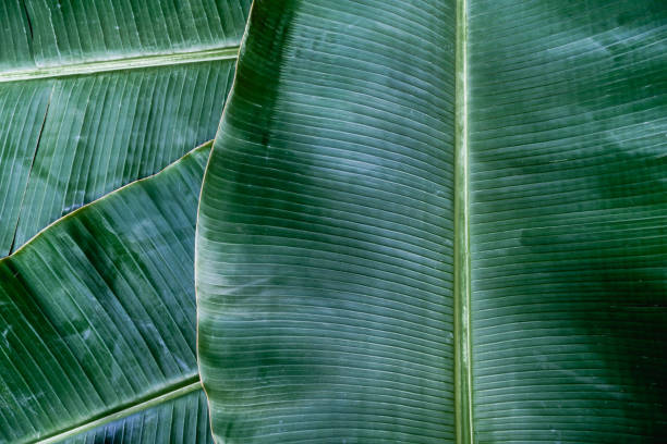 istock Banana leaf texture, green exotic tropical pattern background concept 1153822537