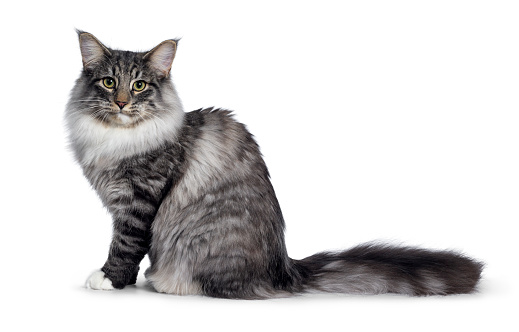 Cute Norwegian Forestcat youngster, sitting side way. Looking at lens with green / yellow eyes. Isolated on white background. Big tail behind body.