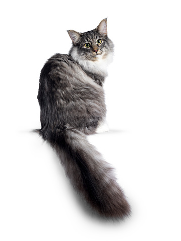 Cute Norwegian Forestcat youngster, sitting side ways / backwards. Looking over shoulder at lens with green / yellow eyes. Isolated on white background. Big tail hanging from edge.