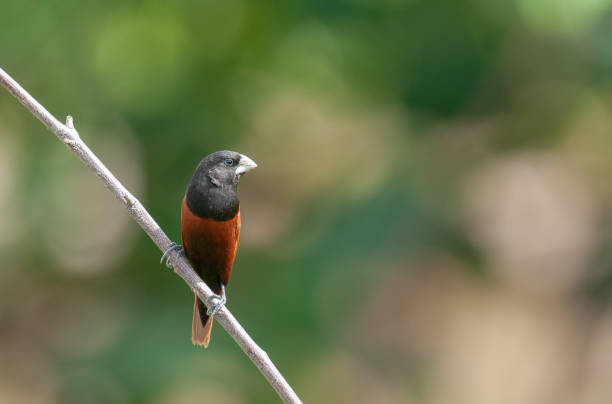 istock Chestnut Munia; Atricapilla's lonchura 1153825354
