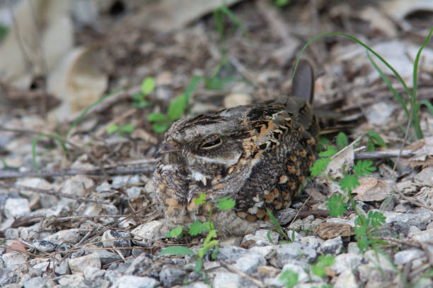istock Indian Nightjar sleeping on the ground 1153825404