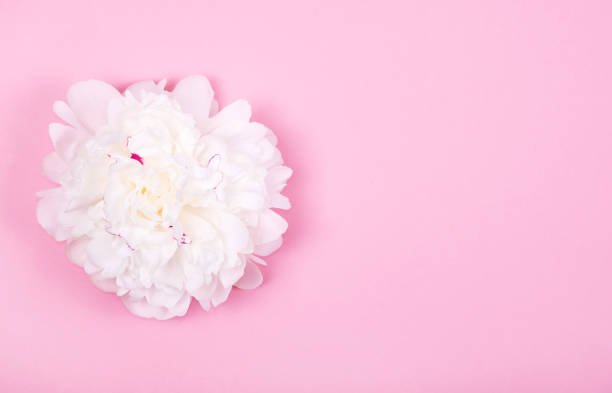 istock Beautiful tender white peony flower head on pastel pink background. 1153825457