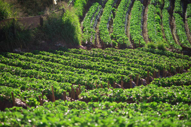 istock Strawberry Farm field on mountain 1153825613