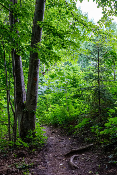 istock dry old tree trunk stomp in nature 1153826069