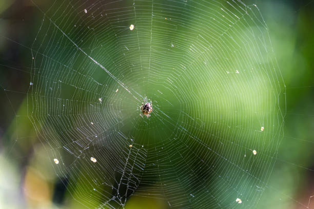 istock natural cobwebs spider web in morning light with dew drops 1153826092