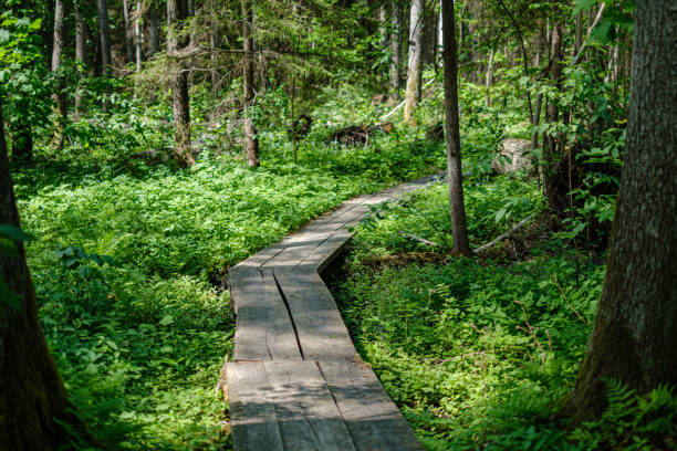 istock beautiful wooden plank pathway walkway in green pasture 1153826208