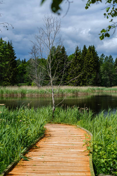 istock beautiful wooden plank pathway walkway in green pasture 1153826264