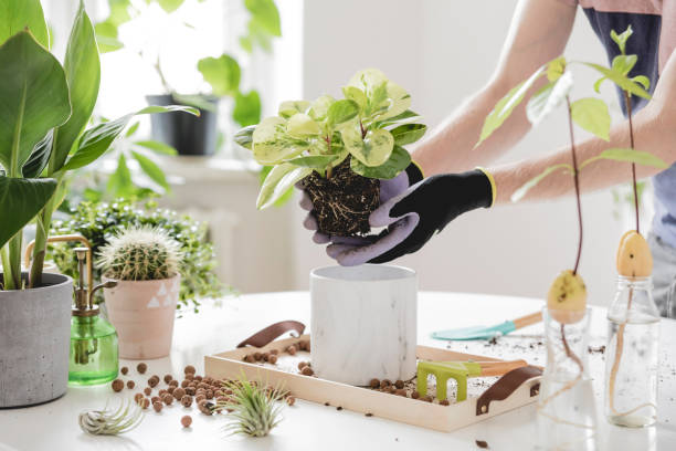 planta de trasplante de jardinero casero en macetas de cerámica sobre la mesa de madera blanca. concepto de jardín doméstico. hora de primavera. interior elegante con un montón de plantas. cuidando plantas domésticas. plantilla. - plantar en maceta fotografías e imágenes de stock